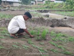 Banjir dan Longsor di Sikka NTT Terdampakkan Hampir 13.000 Jiwa