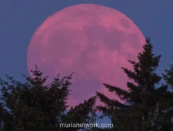 Bulan Purnama Pink Moon Akan Terlihat di Indonesia pada 2 April 2026