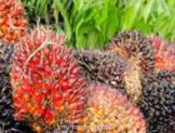 BRIN dan Agrinas Palma Jalin Kerja Sama Dongkrak Riset Sawit Berkelanjutan