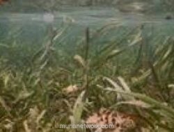 Peneliti BRIN: Padang Lamun Indonesia Simpan Karbon Setara 14-30% Emisi Nasional