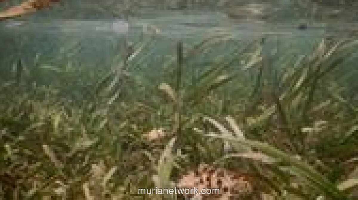 Peneliti BRIN: Padang Lamun Indonesia Simpan Karbon Setara 14-30% Emisi Nasional