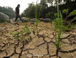 BRIN Prediksi El Nino Godzilla dan IOD Positif Ancam Ketahanan Pangan 2026
