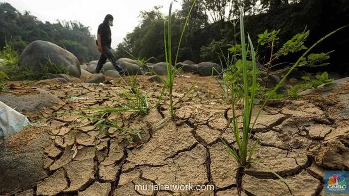 BRIN Prediksi El Nino Godzilla dan IOD Positif Ancam Ketahanan Pangan 2026