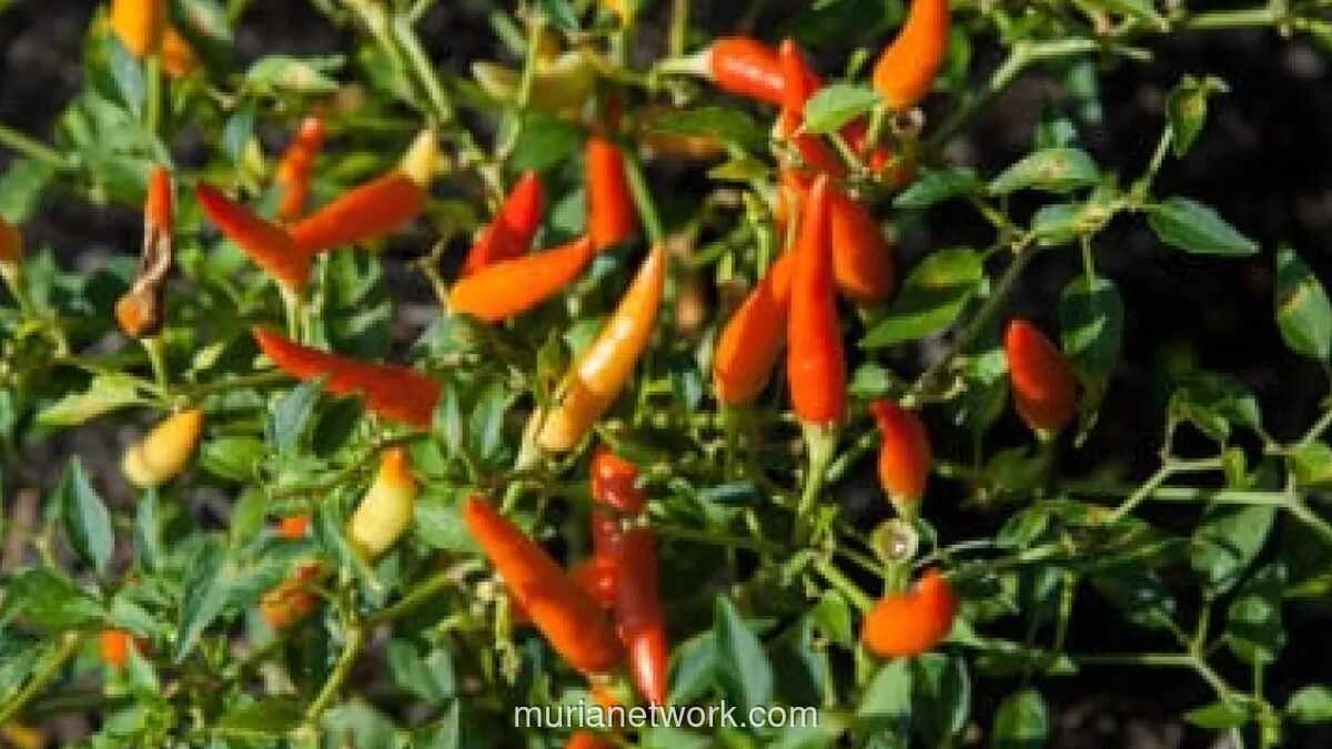 Panduan Lengkap Menanam Cabai Rawit di Pot untuk Pemula