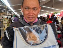 Trauma Kucing Mati di Titipan, Pemudik Pilih Bawa Hewan Peliharaan Langsung ke Kampung Halaman