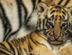 Dua Anak Harimau Benggala di Kebun Binatang Bandung Mati Terinfeksi Virus Panleukopenia