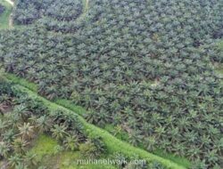 Laba Bersih SMAR Melonjak Lebih dari Dua Kali Lipat pada 2025