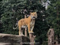 Anak Harimau Benggala di Bandung Zoo Meninggal, Penyebab Masih Diselidiki