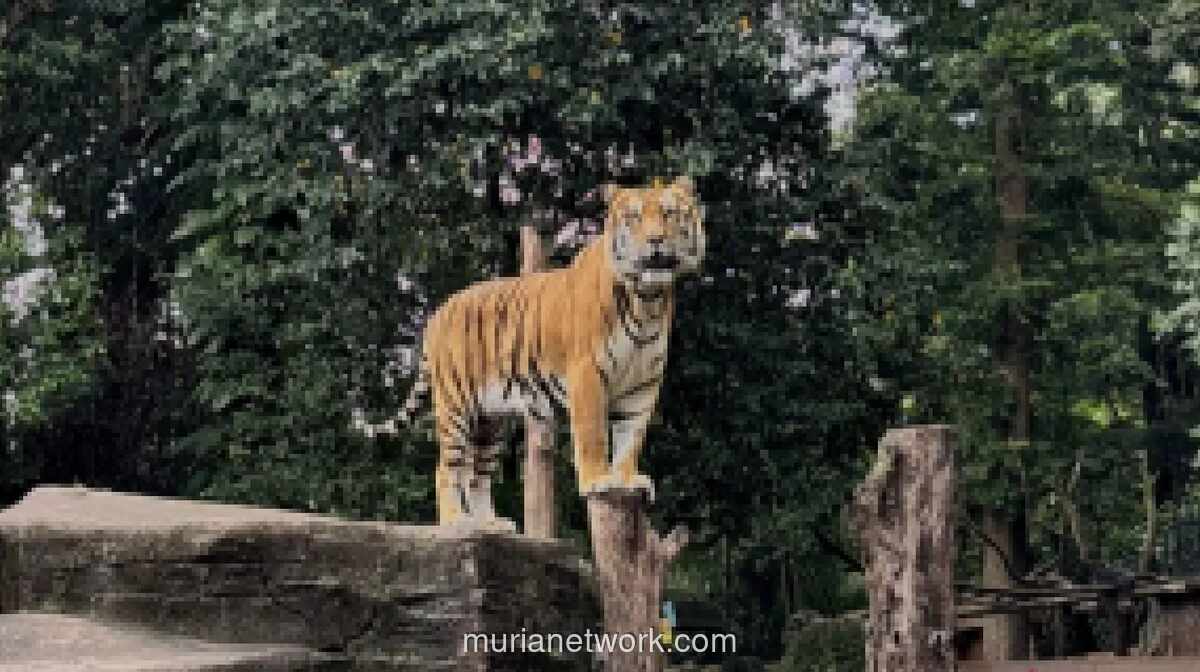 Anak Harimau Benggala di Bandung Zoo Meninggal, Penyebab Masih Diselidiki