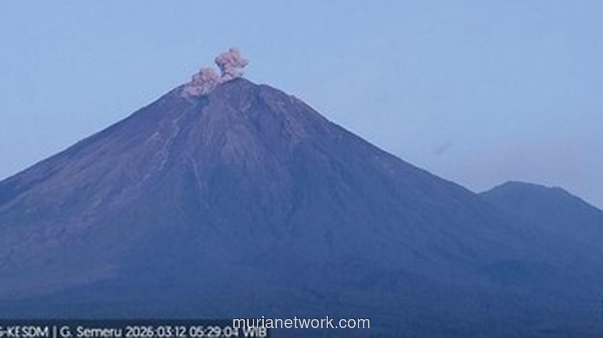 Gunung Semeru Erupsi Empat Kali, Kolom Abu Capai 600 Meter