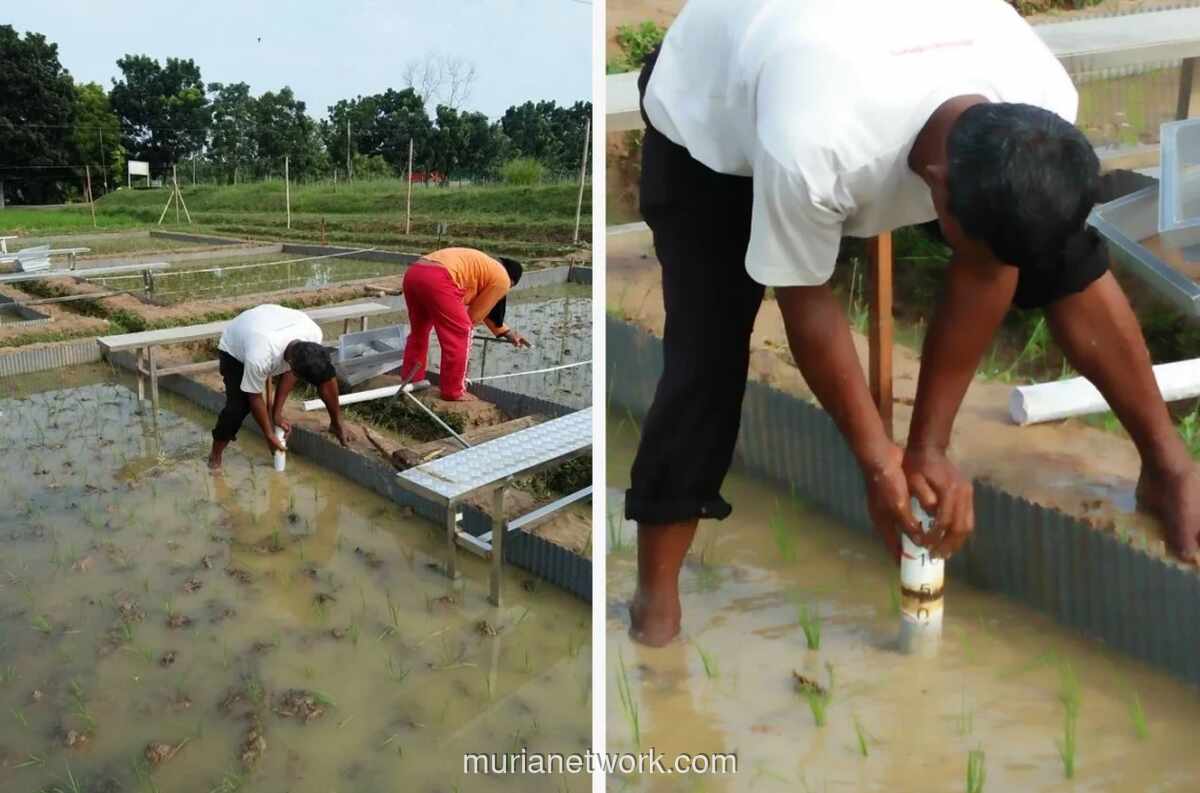 Kementan dan Jabar Antisipasi Kemarau Panjang 2026 untuk Jaga Produksi Padi