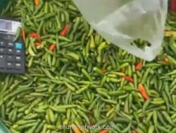 Harga Cabai Rawit Merah Tembus Rp90 Ribu per Kg di Pasar Jambi Menjelang Lebaran