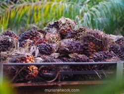 Harga CPO Menguat Pekan Ketiga, Didukung Konflik Timur Tengah dan Harga Energi