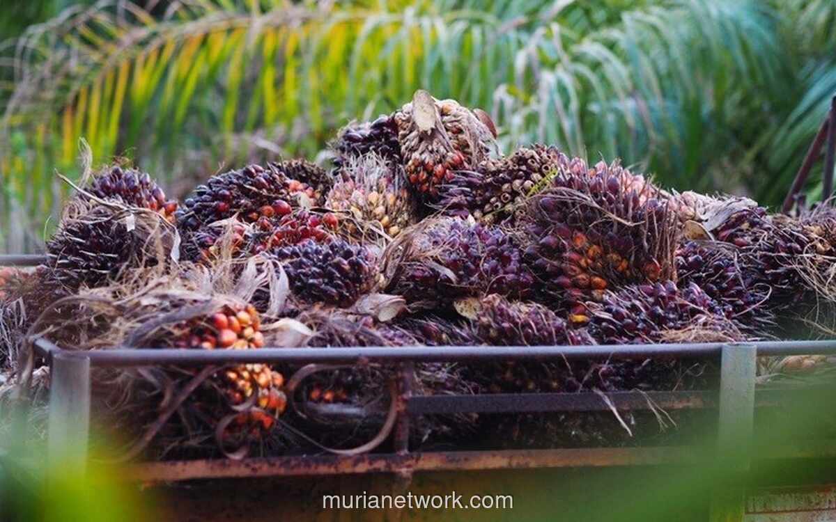 Harga CPO Menguat Pekan Ketiga, Didukung Konflik Timur Tengah dan Harga Energi