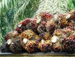 Harga CPO Menguat Didorong Pelemahan Ringgit dan Sentimen Minyak Nabati