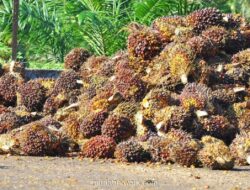 Harga CPO Melemah Tipis di Tengah Pergerakan Minyak Nabati yang Beragam