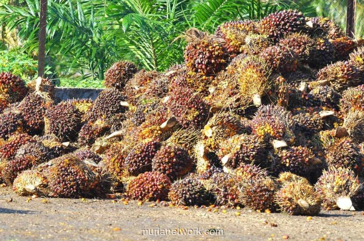 Harga CPO Melemah Tipis di Tengah Pergerakan Minyak Nabati yang Beragam