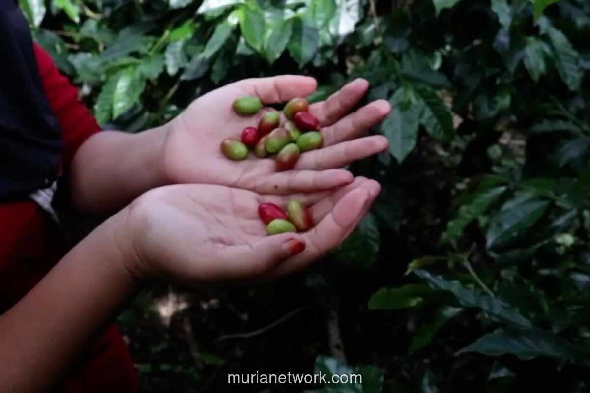 Bupati Bener Meriah Desak Perbaikan Jalan Rusak, Khawatirkan Kerugian Kopi Gayo Rp 500 Miliar per Tahun