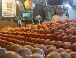 Harga Telur Ayam Ras Melonjak di 210 Daerah, Papua Tembus Rp100.000 per Kg
