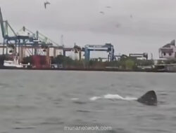 Hiu Penjemur Raksasa Muncul di Perairan Dekat Pelabuhan Makassar