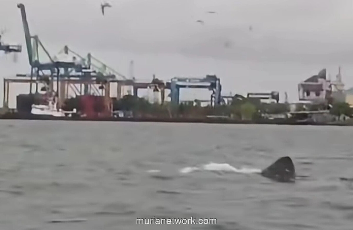 Hiu Penjemur Raksasa Muncul di Perairan Dekat Pelabuhan Makassar