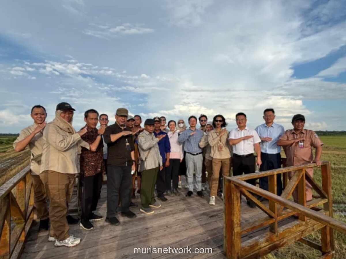 Indonesia Gandeng Tiongkok Tingkatkan Riset dan Produksi Padi di Merauke
