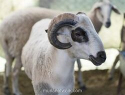 Pemerintah dan Muhammadiyah Sepakat Iduladha 2026 Jatuh pada 27 Mei