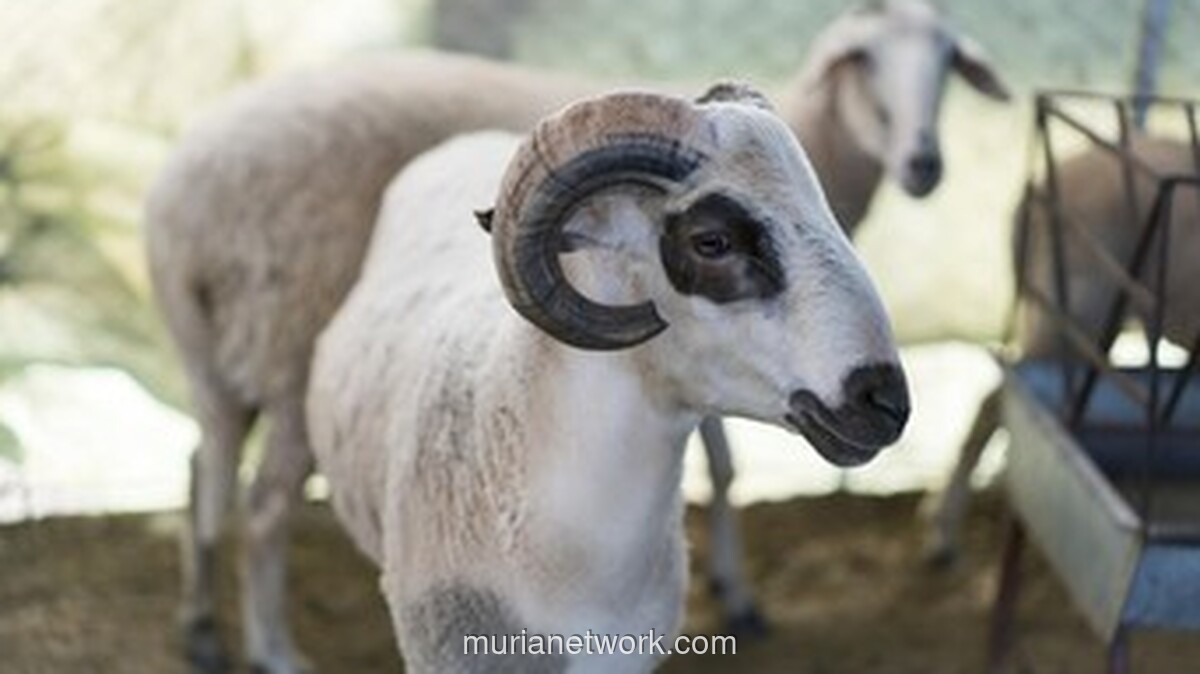 Pemerintah dan Muhammadiyah Sepakat Iduladha 2026 Jatuh pada 27 Mei