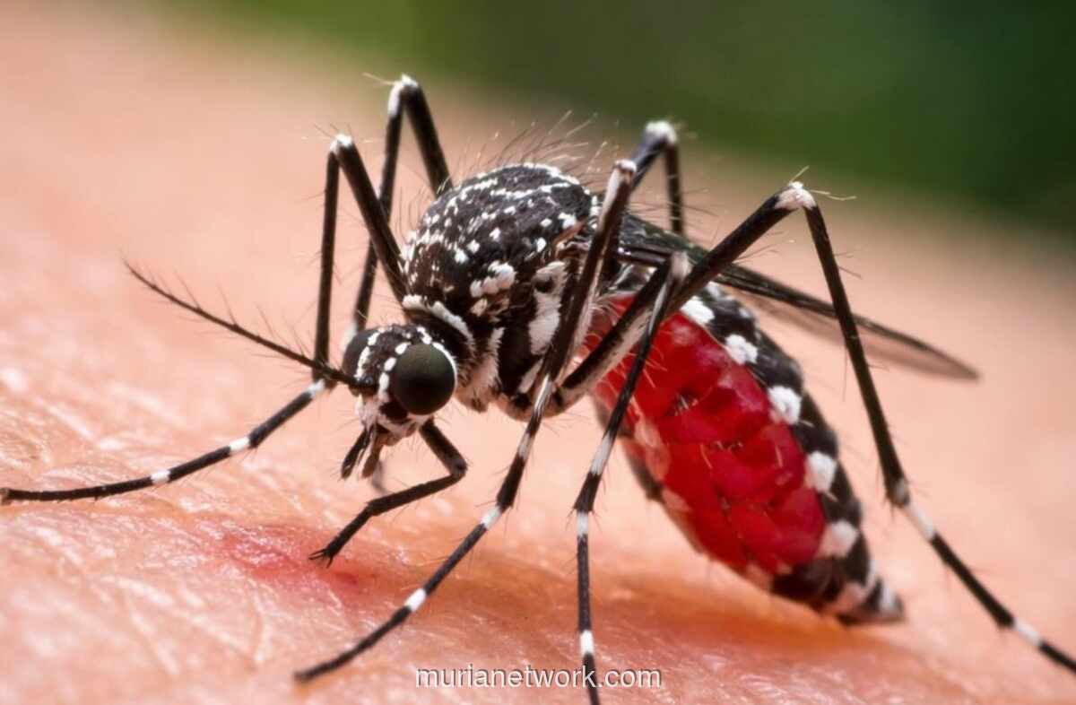 PMI Luncurkan Aliansi United Against Dengue untuk Tekan Kasus dan Beban Ekonomi DBD