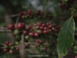 Kementan Gelontorkan Rp9,5 Triliun untuk Hilirisasi 7 Komoditas Perkebunan
