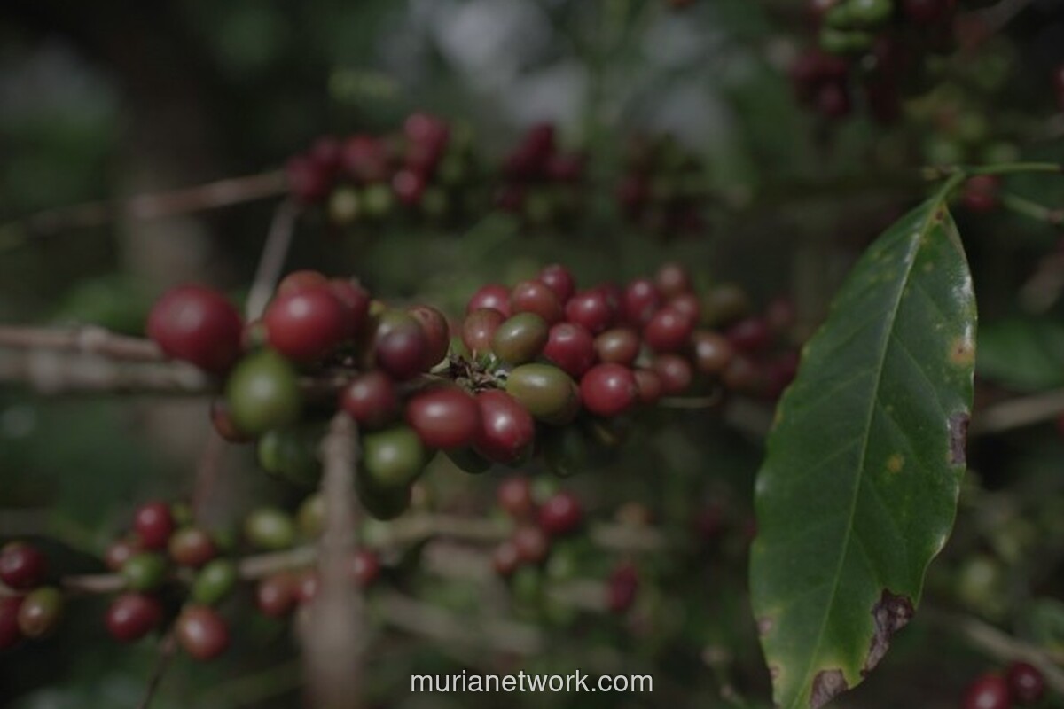 Kementan Gelontorkan Rp9,5 Triliun untuk Hilirisasi 7 Komoditas Perkebunan