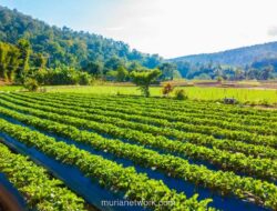 Kementerian Pertanian Siapkan Rp9,5 Triliun untuk Hilirisasi 7 Komoditas Andalan