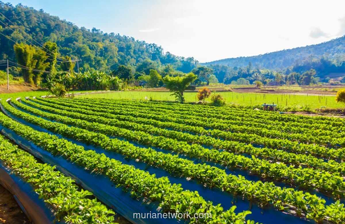 Kementerian Pertanian Siapkan Rp9,5 Triliun untuk Hilirisasi 7 Komoditas Andalan