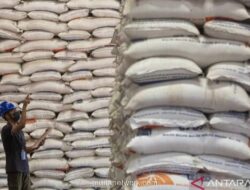 Stok Beras Nasional Diproyeksikan Capai 6 Juta Ton, Kapasitas Gudang Bulog Jadi Tantangan