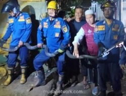King Kobra 4 Meter Dievakuasi Damkar dari Permukiman Warga di Bogor