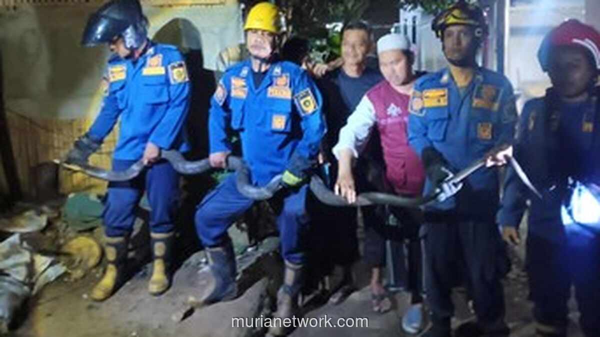 King Kobra 4 Meter Dievakuasi Damkar dari Permukiman Warga di Bogor