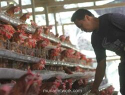 NTB Garap Proyek Peternakan Ayam Terintegrasi Senilai Rp1,2 Triliun untuk Kemandirian Pangan