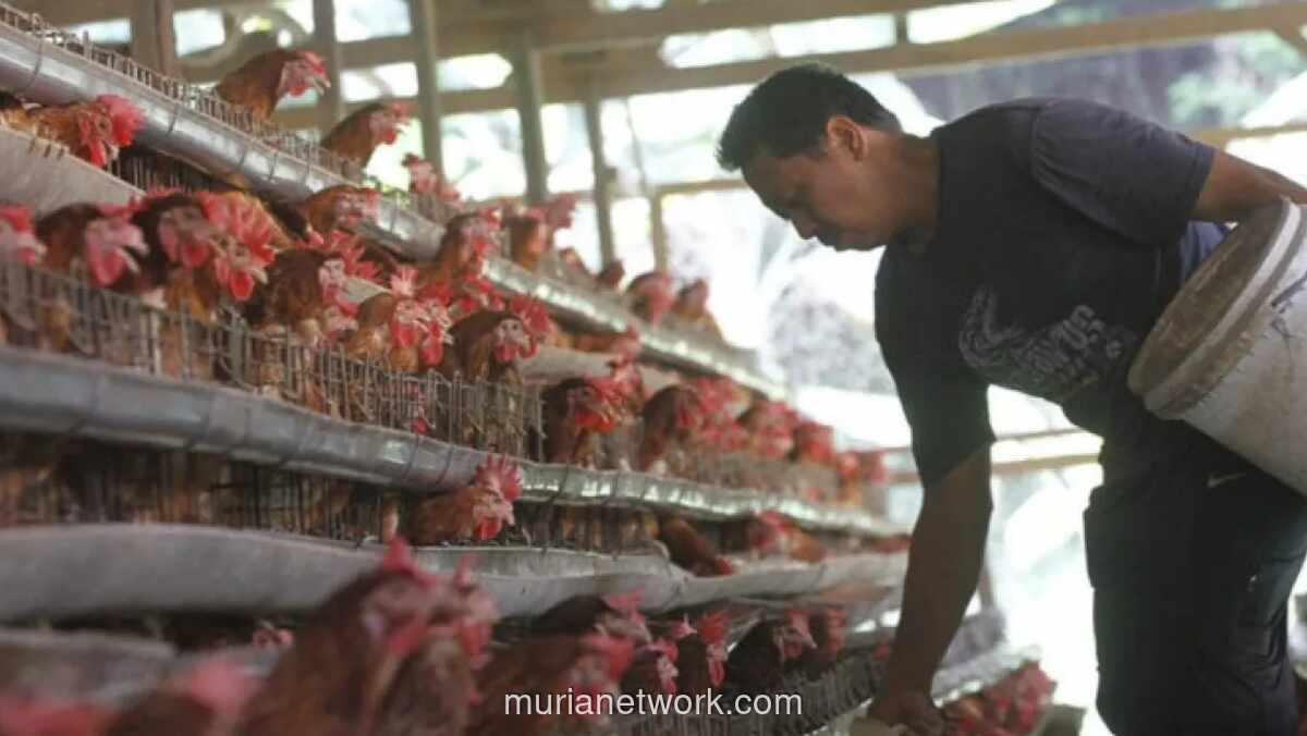 NTB Garap Proyek Peternakan Ayam Terintegrasi Senilai Rp1,2 Triliun untuk Kemandirian Pangan