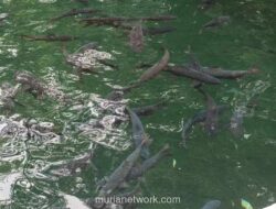 Mitos Ikan Dewa dan Ritual Kematiannya Jadi Daya Tarik Wisata di Linggarjati