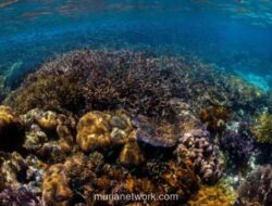 Pemerintah Luncurkan I-Bio Fund untuk Pendanaan Keanekaragaman Hayati