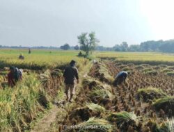 Panen Raya Majalengka Capai 11,5 Ton per Hektare, Stok Beras Nasional Dipastikan Surplus