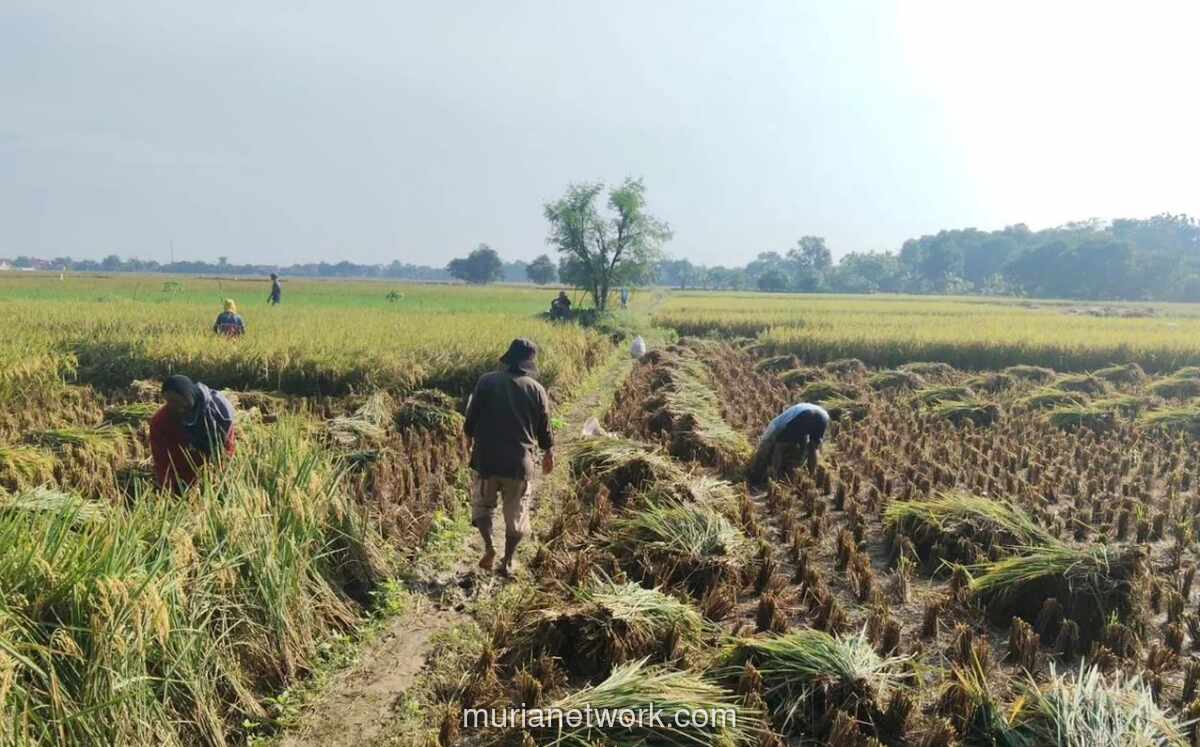 Panen Raya Majalengka Capai 11,5 Ton per Hektare, Stok Beras Nasional Dipastikan Surplus