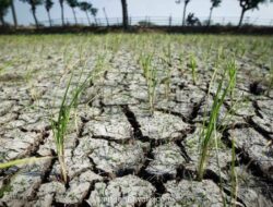 WFP Peringatkan Konflik Timur Tengah Picu Lonjakan Kelaparan Global