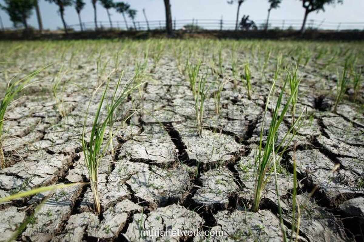 WFP Peringatkan Konflik Timur Tengah Picu Lonjakan Kelaparan Global