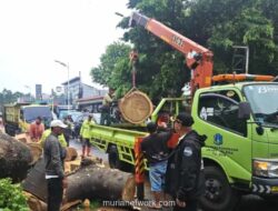 Pohon Raksasa Tumbang di Jagakarsa, Satu Pengendara Motor Tewas