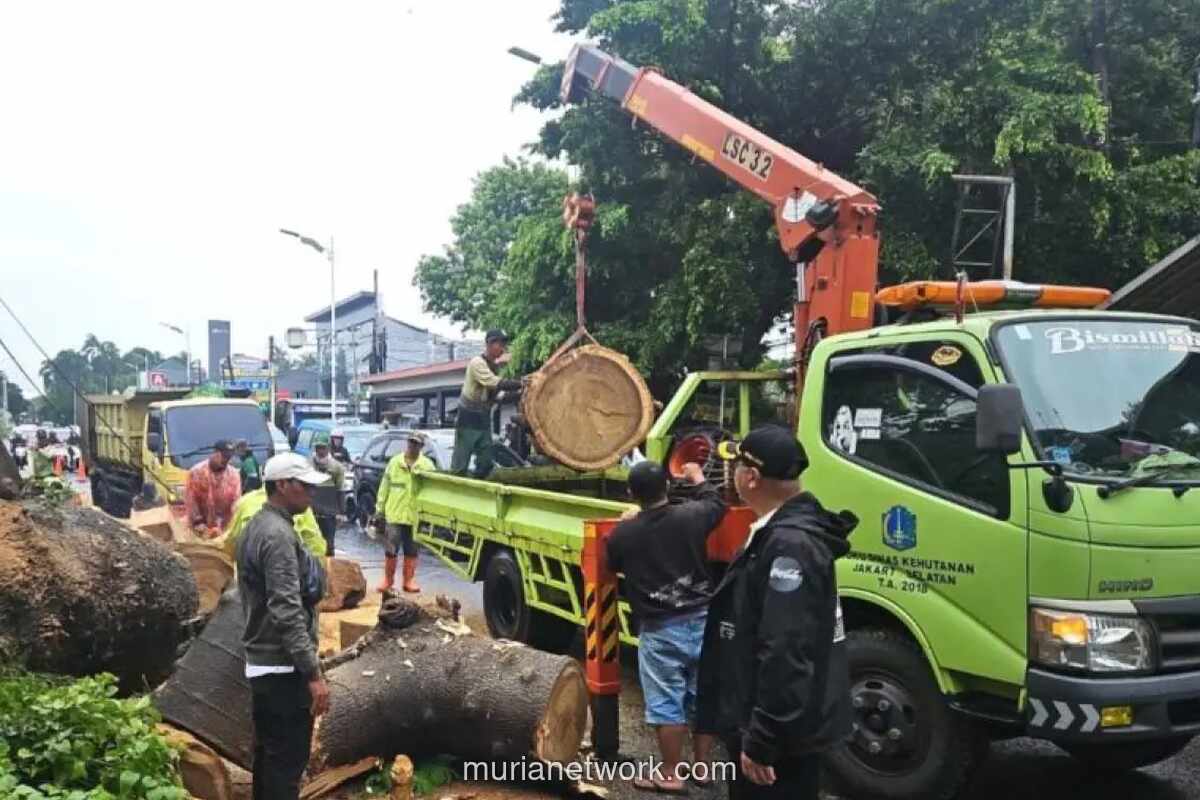 Pohon Raksasa Tumbang di Jagakarsa, Satu Pengendara Motor Tewas