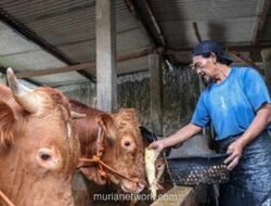 Perumda Dharma Jaya Incar Lahan di Ciangir untuk Kandang 1.000 Sapi