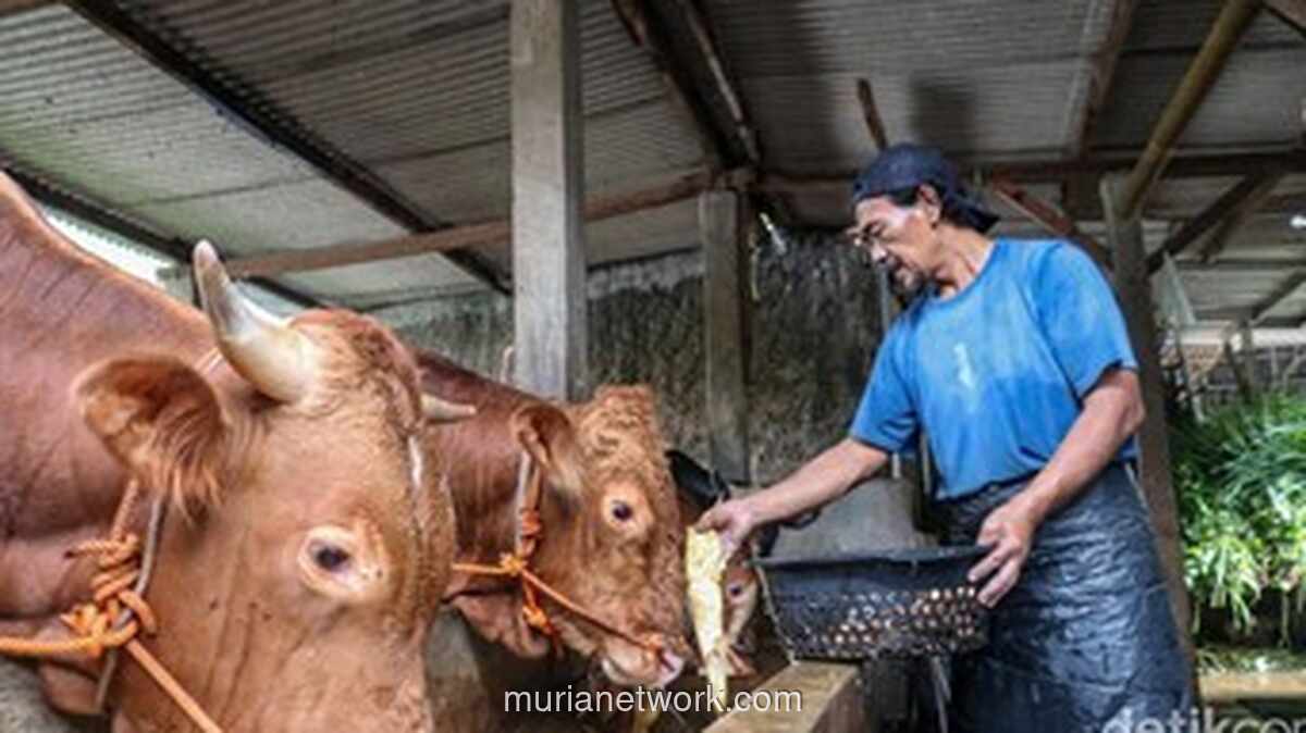 Perumda Dharma Jaya Incar Lahan di Ciangir untuk Kandang 1.000 Sapi