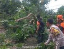 Pohon Tumbang di Lenteng Agung Tewaskan Pengendara Motor, Biaya Pemakaman Ditanggung Pemprov DKI