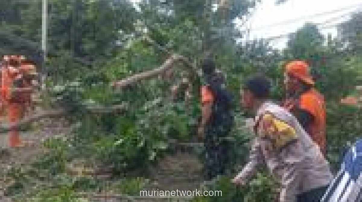 Pohon Tumbang di Lenteng Agung Tewaskan Pengendara Motor, Biaya Pemakaman Ditanggung Pemprov DKI